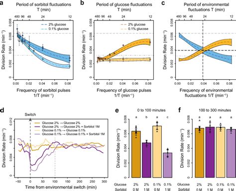 Yeast cell responses and survival during periodic osmotic stress 